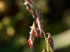 (Side-oats Grama) flowers
