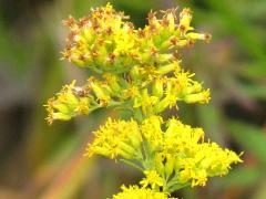 (Old-field Goldenrod) flowers