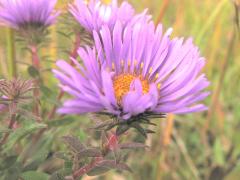 (New England Aster)