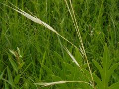 (Porcupine Grass)