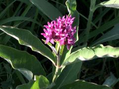 (Purple Milkweed)