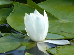 (Fragrant Water Lily)