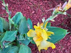 (Garden Canna) inflorescence