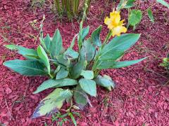 (Garden Canna) plant