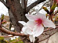 (Yamazakura Cherry) flowers