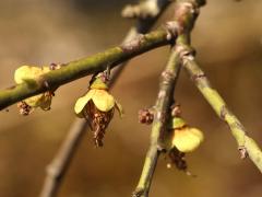 (Flowering Apricot) bud