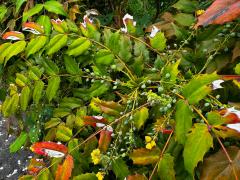 (Japanese Mahonia) branches