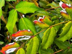 (Japanese Mahonia) leaves