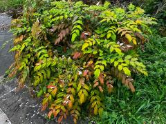 (Japanese Mahonia) shrub
