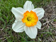 (Narcissus Daffodil) inflorescence