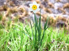 (Narcissus Daffodil) plant
