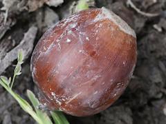 (Ring-cupped Oak) acorn