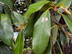 (Ring-cupped Oak) leaves