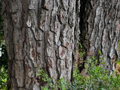 (Ring-cupped Oak) trunk
