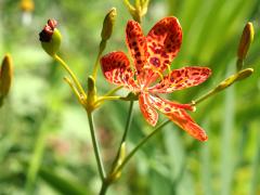 (Blackberry Lily) flower