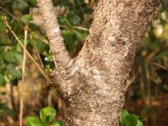 (Yamazakura Cherry) trunk