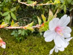 (Yamazakura Cherry) twig