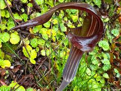 (Limbatum Cobra Lily) plant