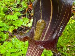 (Limbatum Cobra Lily) spathe
