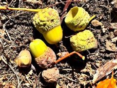 (Sessile Oak) acorns