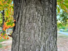 (Horse-Chestnut) trunk