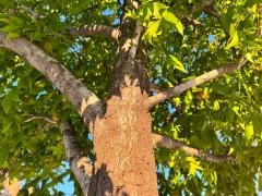 (American Sweetgum) trunk