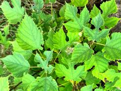 (Paper Mulberry) shrub