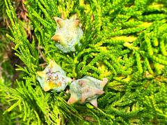 (Chinese Arborvitae) female cones