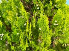 (Chinese Arborvitae) shrub