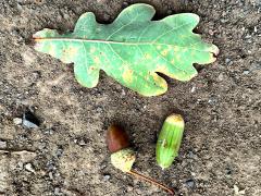 (English Oak) fruit