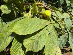 (Horse-Chestnut) branch