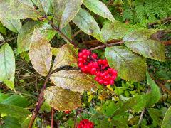 (Red Elderberry) fruit