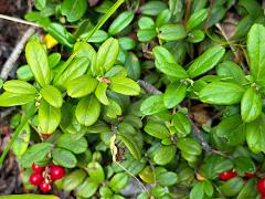 (Lingonberry) shrub