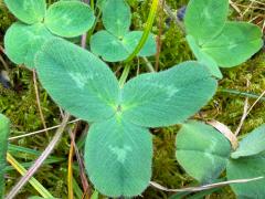 (White Clover) 3 leaflets