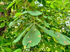 (Horse-Chestnut) leaves