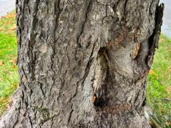 (Horse-Chestnut) trunk