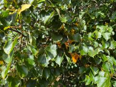 (Littleleaf Linden) leaves