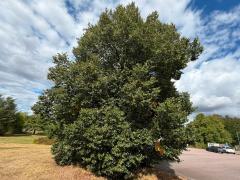 (Littleleaf Linden) tree