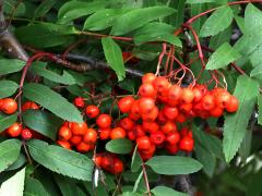 (European Mountain Ash) red fruit