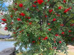 (European Mountain Ash) tree