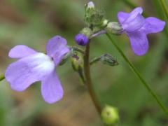 (Canada Toadflax)