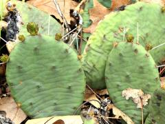 (Eastern Pricklypear) colony