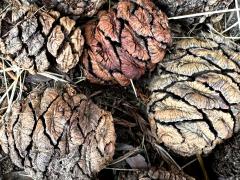 (Giant Sequoia) female cones