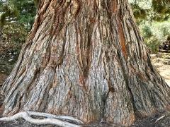 (Giant Sequoia) trunk