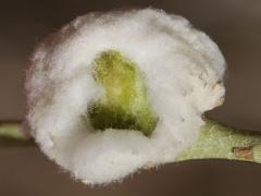 Cotton-gall Tephritid open gall on Rubber Rabbitbrush