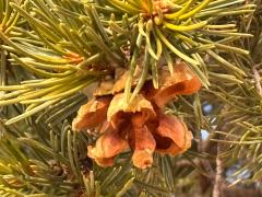 (Colorado Pinyon Pine) female cone