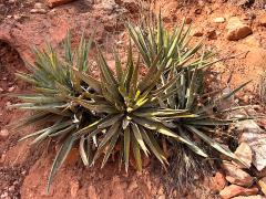 (Banana Yucca) colony