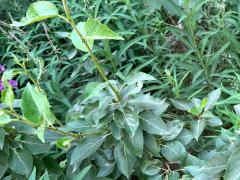 (Balsam Poplar) leaves