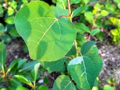 (Quaking Aspen) leaves
