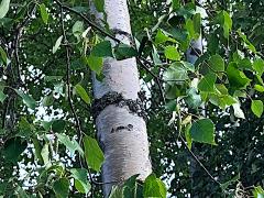 (Alaska Paper Birch) tree